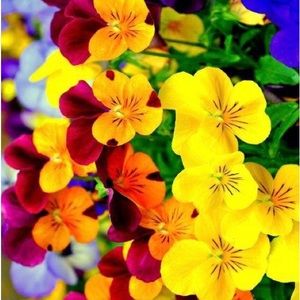 Meet your Posher, Suzanne